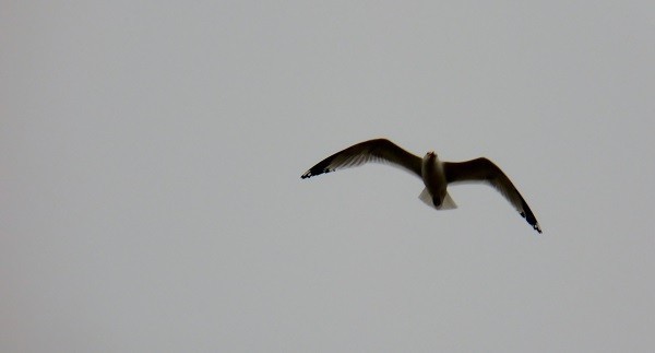 Martı - Jonathan Livingston